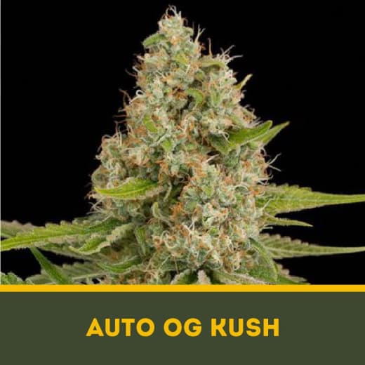 Auto OG Kush autofem