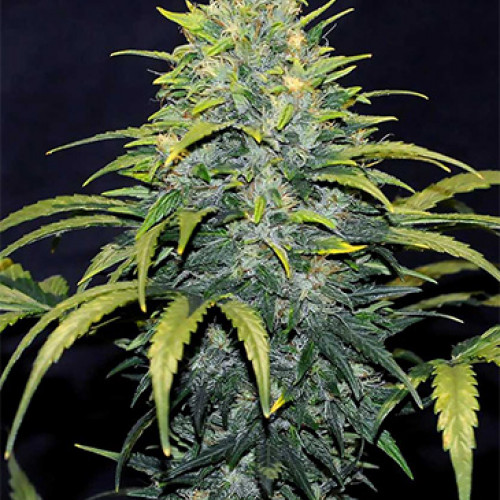 Bruce Banner fem