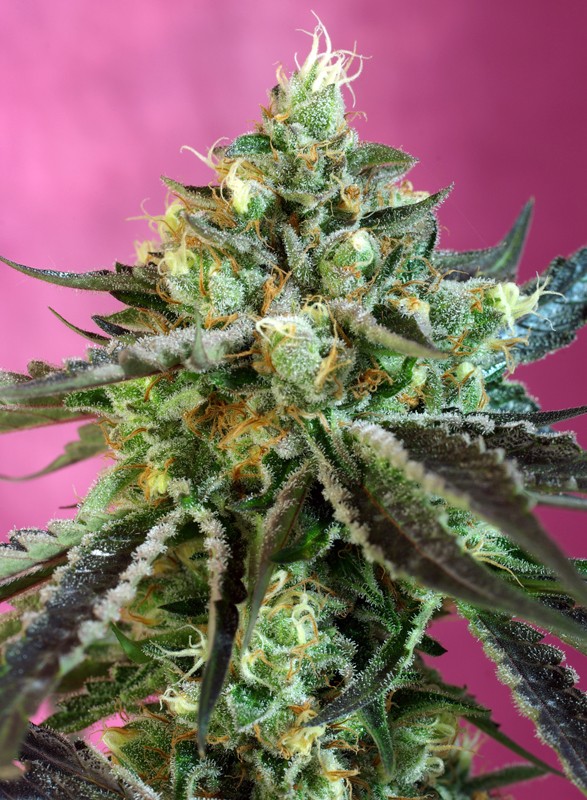 Sweet Nurse Auto CBD autofem