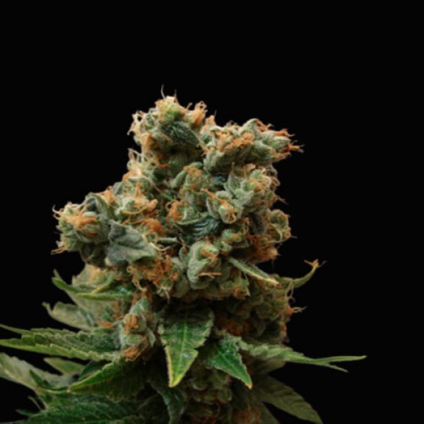 Skunk Amsterdam fem