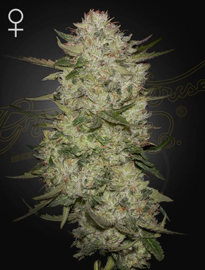 HighCloudZ Auto (Feminised) autofem