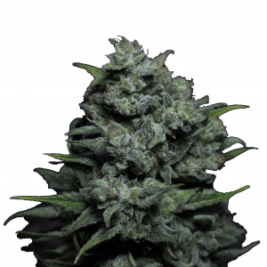 Auto Big Joy genetics autofem
