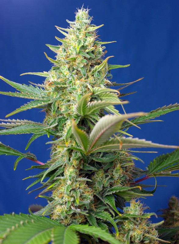 Sweet Pure Auto CBD autofem