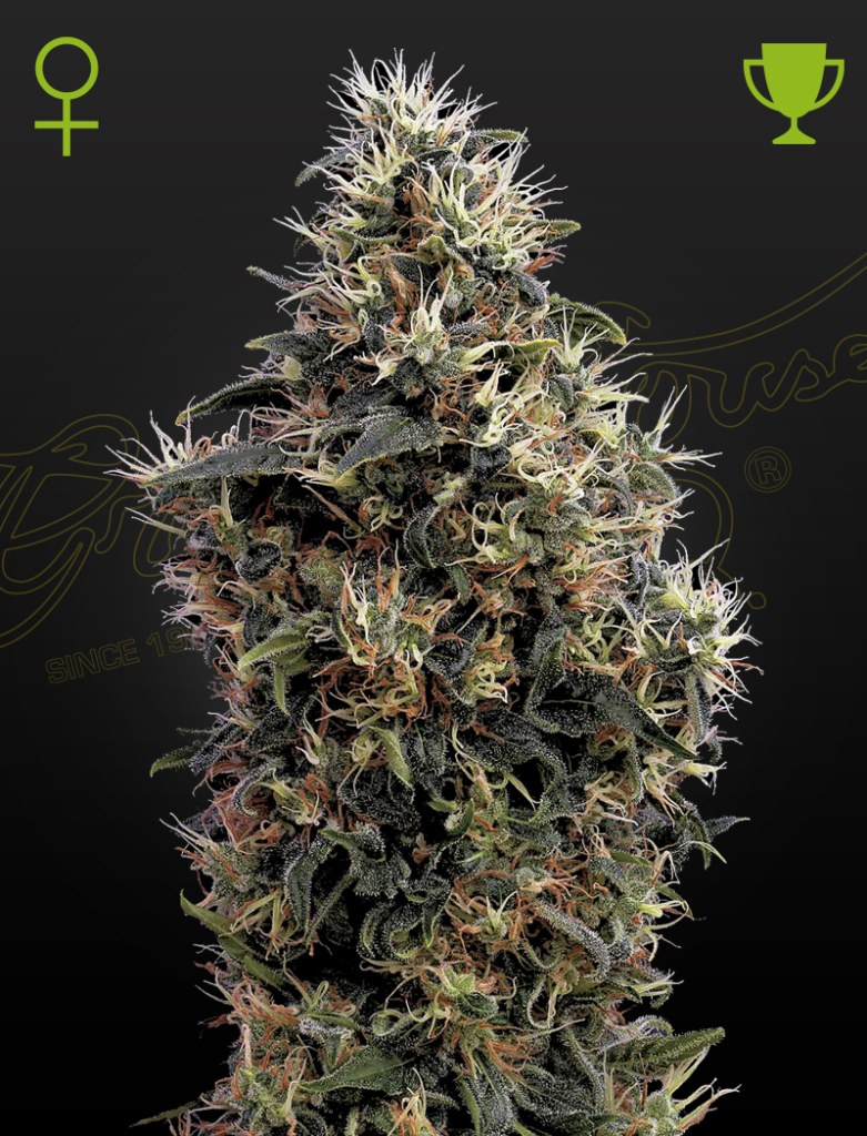 Sweet Mango Auto autofem