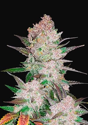 Cream Cookies autofem