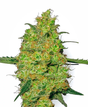 DC Kush fem