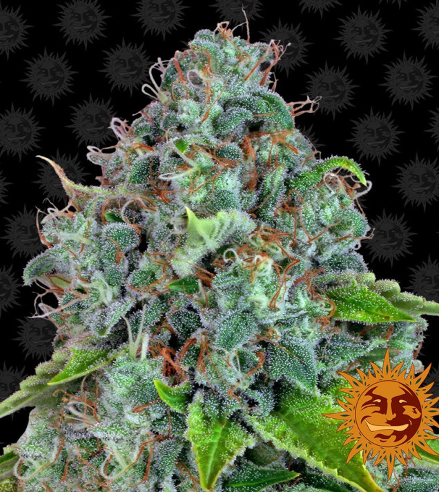 Strawberry Lemonade fem