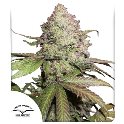 CBD Auto Charlotte’s Angel autofem