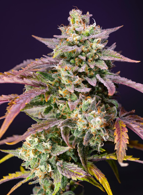 Purple Punch OG XL Auto autofem
