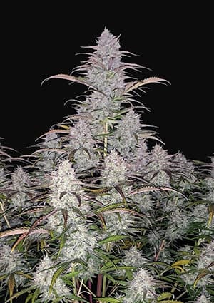 Green Crack autofem