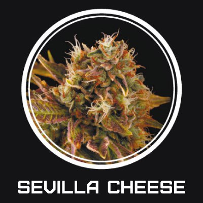 Sevilla Cheese fem