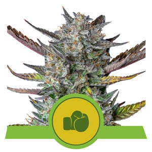 Purple Punch Automatic autofem